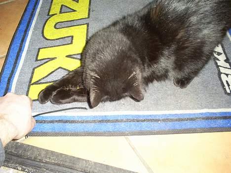 Blanding af racer Bandit billede 7