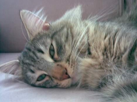 Norsk Skovkat Dk Flotins Tjalfe billede 1