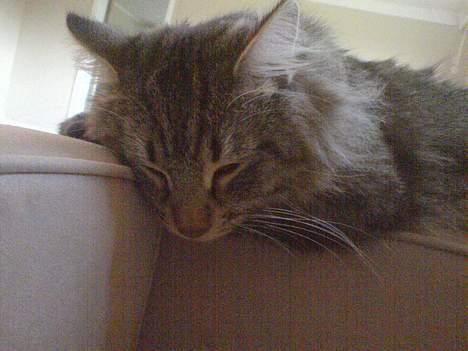 Norsk Skovkat Dk Flotins Tjalfe billede 2