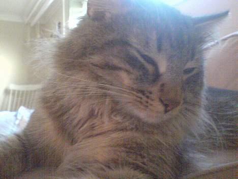 Norsk Skovkat Dk Flotins Tjalfe billede 3