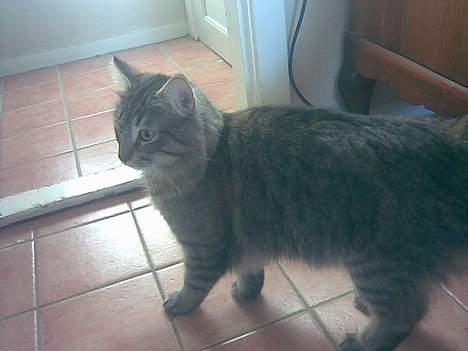 Norsk Skovkat Dk Flotins Tjalfe billede 4