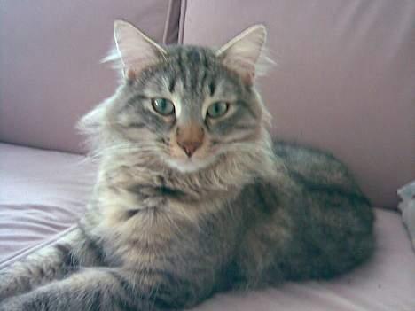 Norsk Skovkat Dk Flotins Tjalfe billede 5