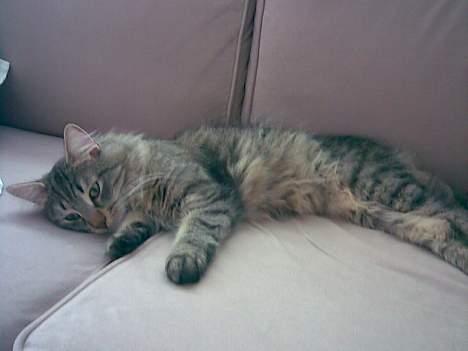 Norsk Skovkat Dk Flotins Tjalfe billede 6