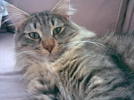 Norsk Skovkat Dk Flotins Tjalfe billede 7