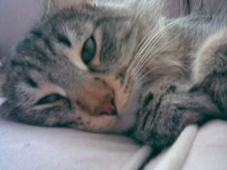 Norsk Skovkat Dk Flotins Tjalfe billede 8