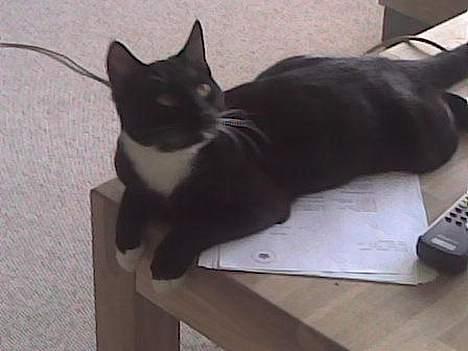 Huskat Gunnar <3 billede 11