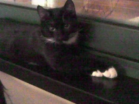 Huskat Gunnar <3 billede 12