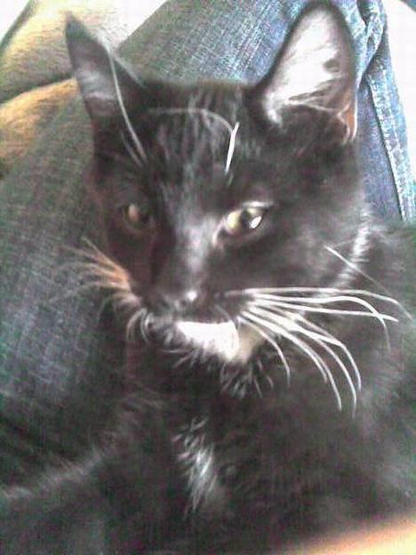 Huskat Gunnar <3 billede 13