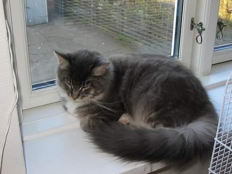 Maine Coon Andy billede 15