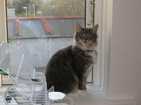 Maine Coon Andy billede 16