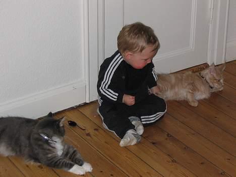 Maine Coon Andy billede 17