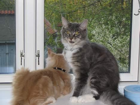 Maine Coon Andy billede 18