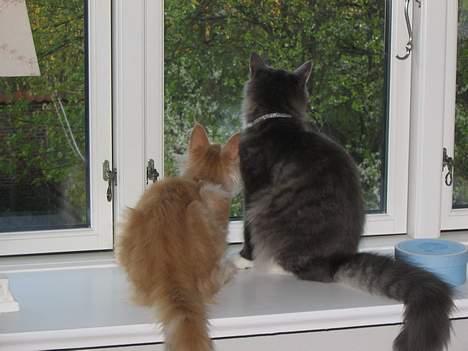 Maine Coon Andy billede 19