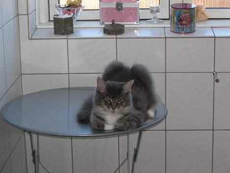 Maine Coon Andy billede 20