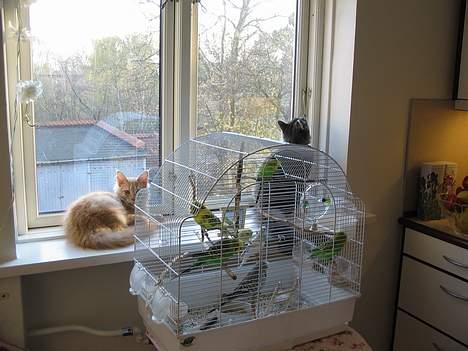 Maine Coon Albert billede 11