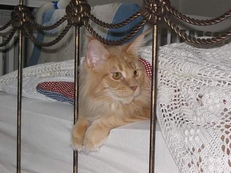 Maine Coon Albert billede 12