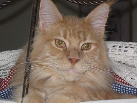 Maine Coon Albert billede 13