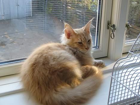 Maine Coon Albert billede 14
