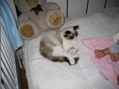 Ragdoll Rosa billede 1