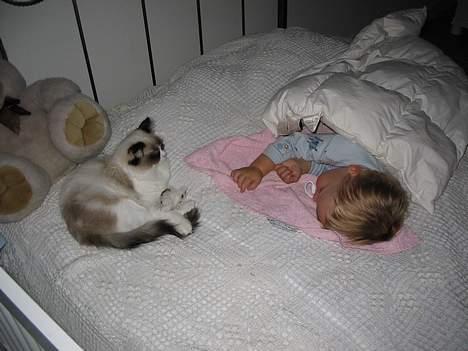 Ragdoll Rosa billede 2