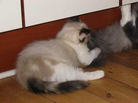 Ragdoll Rosa billede 4
