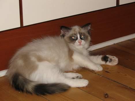 Ragdoll Rosa billede 5