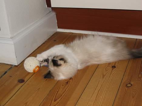 Ragdoll Rosa billede 6
