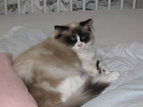 Ragdoll Rosa billede 7
