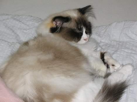 Ragdoll Rosa billede 8