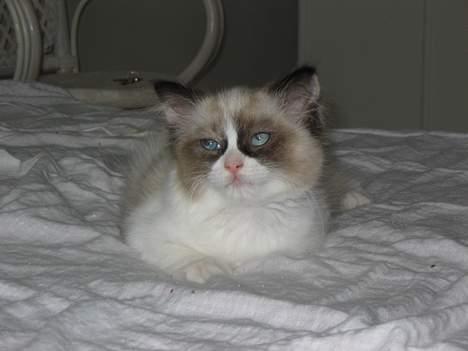 Ragdoll Rosa billede 9