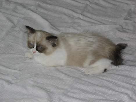 Ragdoll Rosa billede 10