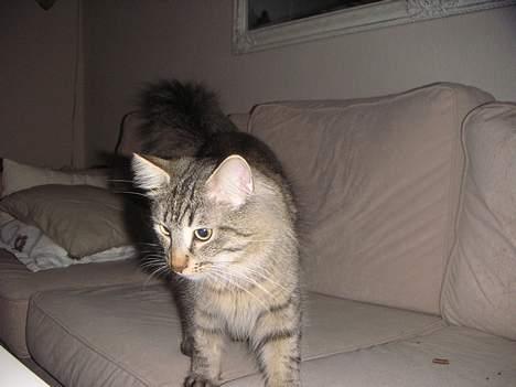 Norsk Skovkat Dk Flotins Tjalfe billede 9