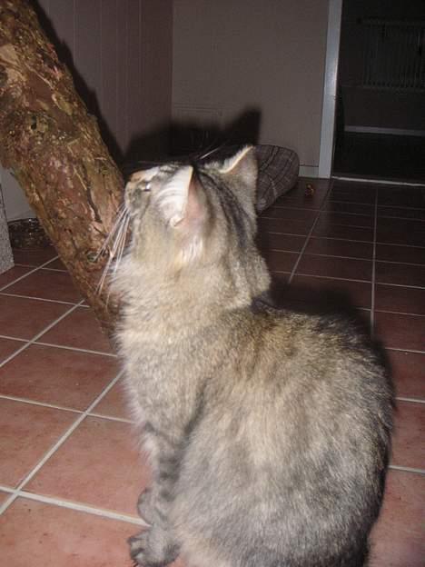 Norsk Skovkat Dk Flotins Tjalfe billede 10