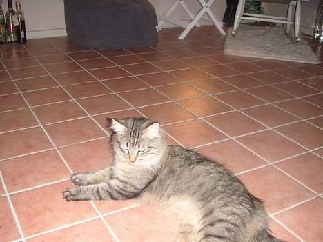 Norsk Skovkat Dk Flotins Tjalfe billede 11