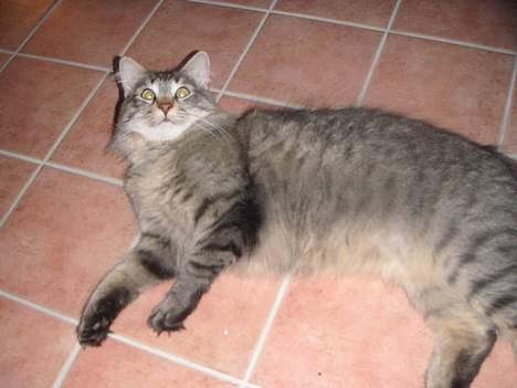 Norsk Skovkat Dk Flotins Tjalfe billede 12