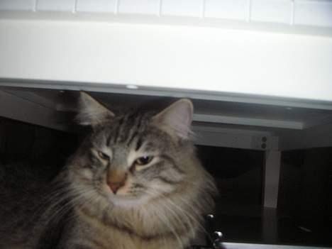 Norsk Skovkat Dk Flotins Tjalfe billede 13