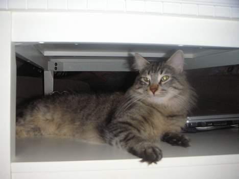 Norsk Skovkat Dk Flotins Tjalfe billede 14