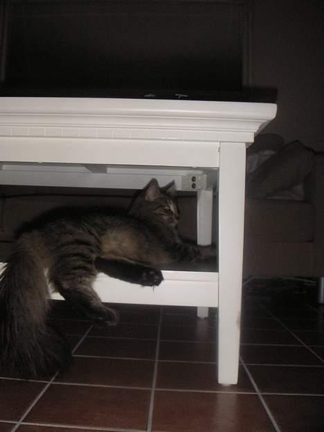 Norsk Skovkat Dk Flotins Tjalfe billede 16