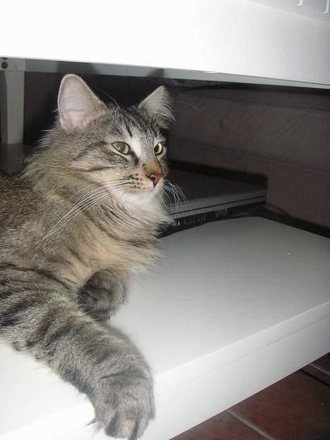 Norsk Skovkat Dk Flotins Tjalfe billede 18