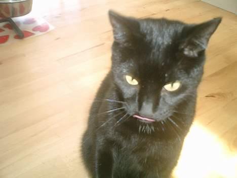 Huskat Nølle billede 13