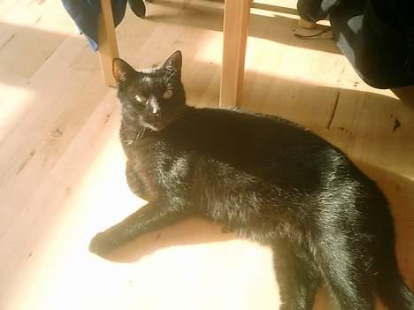 Huskat Nølle billede 14