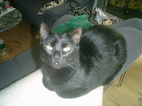 Huskat Nølle billede 15