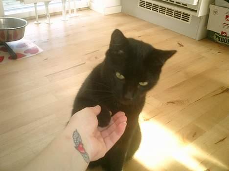 Huskat Nølle billede 16