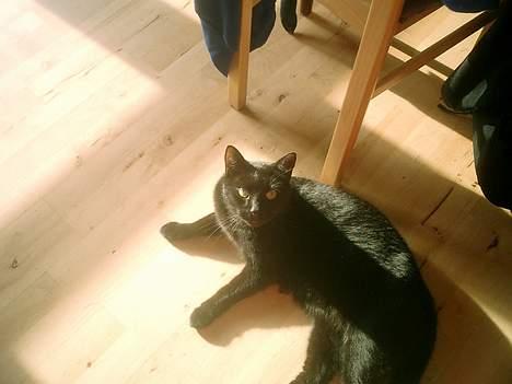 Huskat Nølle billede 17