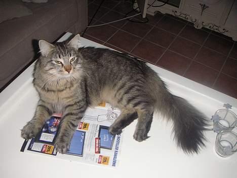 Norsk Skovkat Dk Flotins Tjalfe billede 20