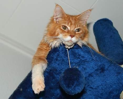 Maine Coon Frode billede 10