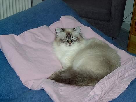 Hellig Birma Wehnerts Max billede 9