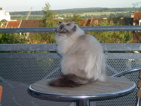 Hellig Birma Wehnerts Max billede 10