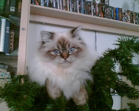 Hellig Birma Wehnerts Max billede 11