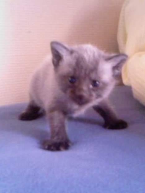 Huskat Nico billede 1